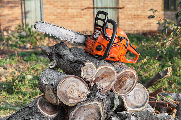 The Steps Involved in Our Tree Care Process in Herrin, IL